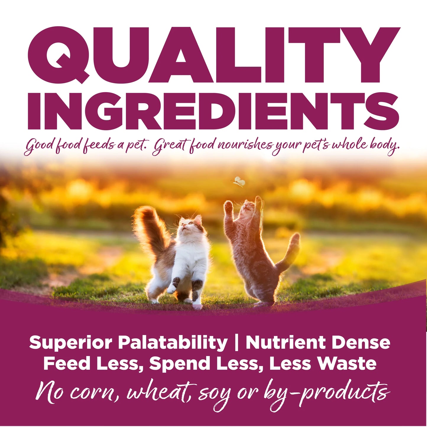 Nutrisource Gato y Gatito de Pollo y Arroz