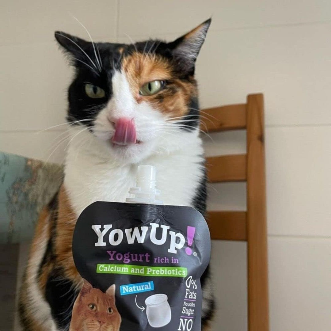Yougurt Natural para Gatos YowUp